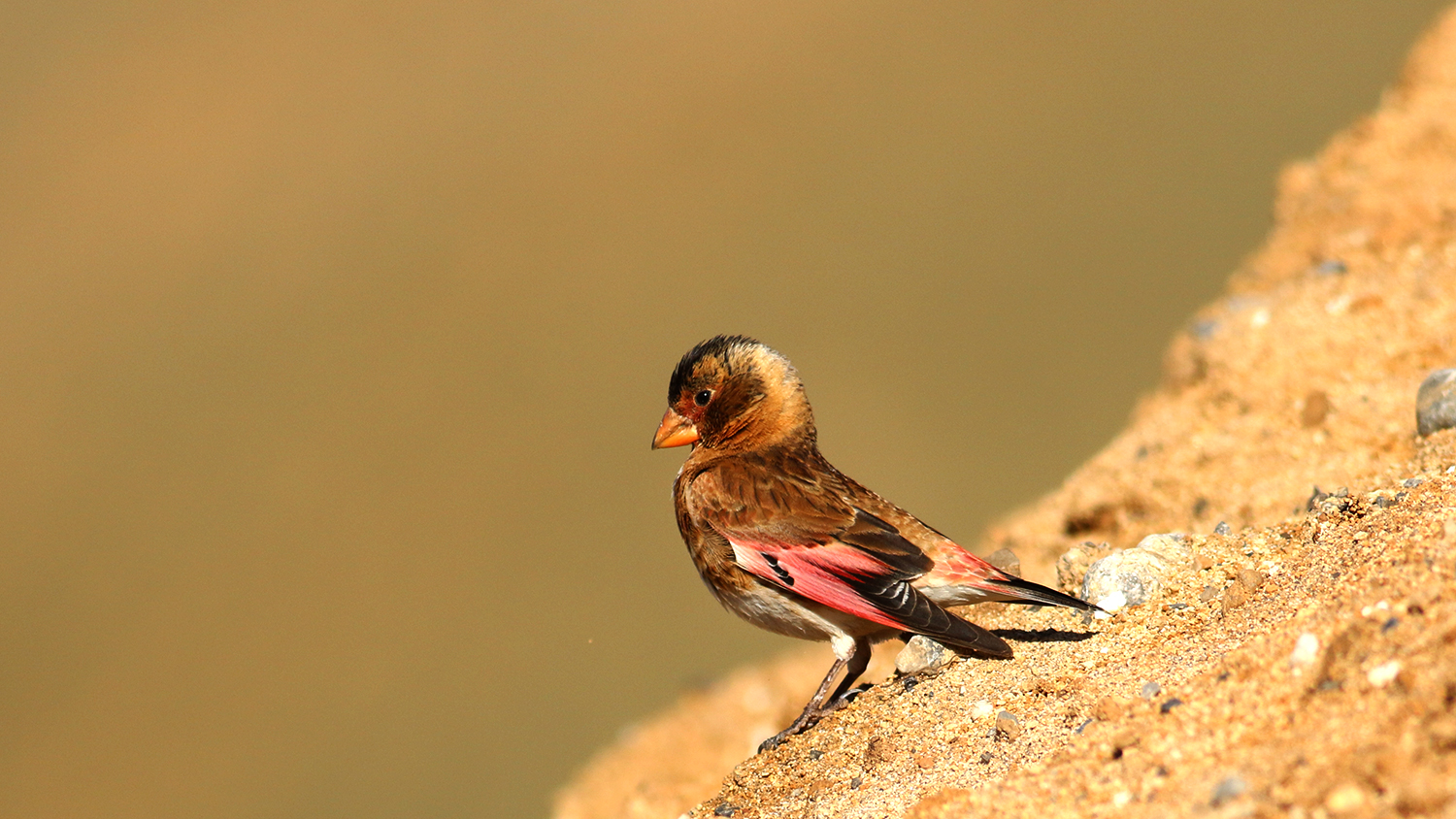Crimson-winged Finch — Ana fotoğraf